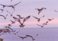 成群结队的海鸥图片