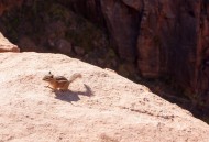 小巧可爱的松鼠图片
