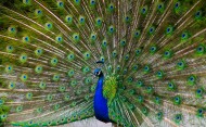 孔雀开屏的图片
