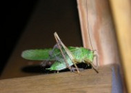 一只绿色的蚱蜢图片