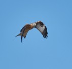 张开翅膀的老鹰图片