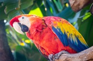 猩红金刚鹦鹉图片