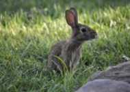 竖起双耳的兔子图片