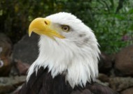 美国国鸟白头海雕头部图片大全