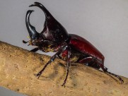 力量惊人的犀牛甲虫图片