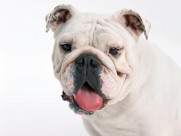 憨萌可爱的斗牛犬图片