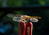 色彩斑斓的蜻蜓图片