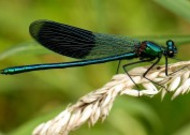 色彩斑斓的蜻蜓图片