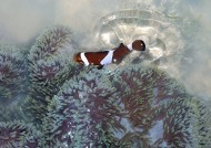 海洋中的小丑鱼图片大全