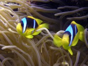 海洋中的小丑鱼图片大全