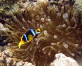 海洋中的小丑鱼图片大全