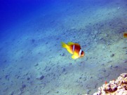 海洋中的小丑鱼图片大全