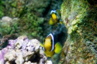 海洋中的小丑鱼图片大全