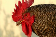 公鸡的鸡冠图片