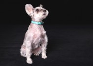 可爱的雪纳瑞图片