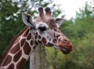 长颈鹿的头部图片大全