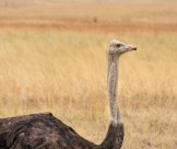 草原上的鸵鸟图片