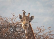 呆萌的长颈鹿图片