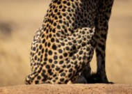 南非猎豹图片