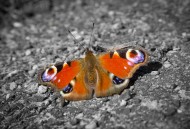 漂亮的孔雀蝴蝶图片大全