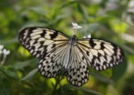 黑色斑点的蝴蝶图片