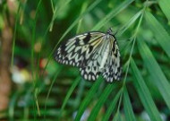 黑色斑点的蝴蝶图片