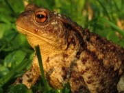 野生的蟾蜍图片