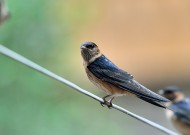 活泼的燕子图片