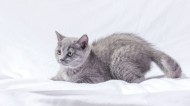 可爱灰色小猫咪图片