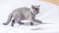 可爱灰色小猫咪图片