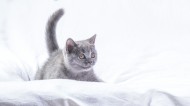 可爱灰色小猫咪图片