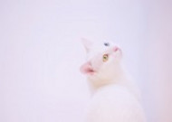 纯白的猫咪图片