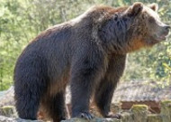 体型庞大的棕熊图片
