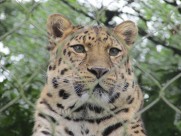 漂亮威武的金钱豹图片大全