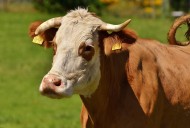 草地上的奶牛图片大全