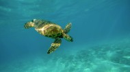 海中畅游的海龟图片