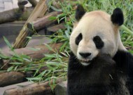 国宝大熊猫图片大全