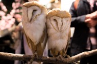 猫头鹰图片大全