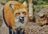 狡黠的狐狸图片