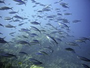 数量庞大的鱼群图片