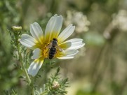 采蜜的小蜜蜂图片大全