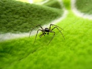 一只蜘蛛高清图片大全