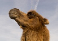 骆驼头部图片