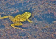 池塘里的青蛙图片大全