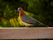 一只灰色鸽子图片