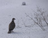 一只灰色鸽子图片