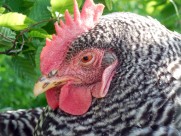 公鸡的鸡冠图片