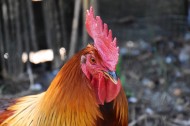 公鸡的鸡冠图片