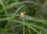 蛛网上的蜘蛛图片