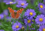 漂亮的斑点蝴蝶图片